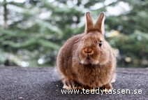 Teddytassens O´neil (satin)